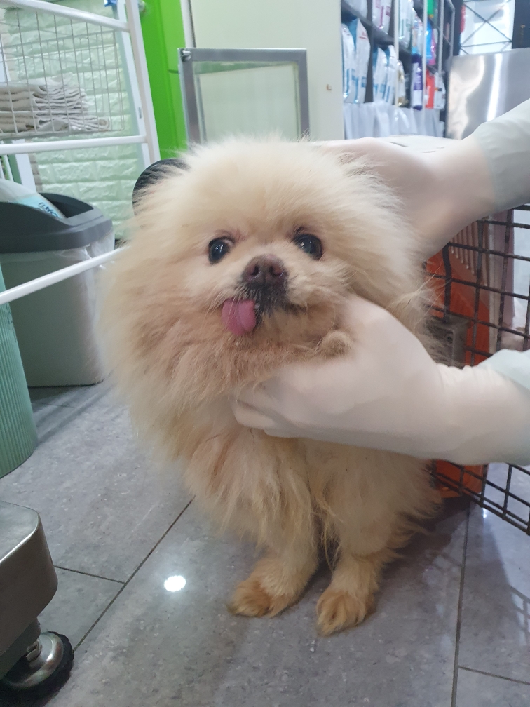 펫앤쉘터동물병원_441378202500062